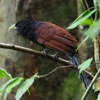 Green-billed Coucal